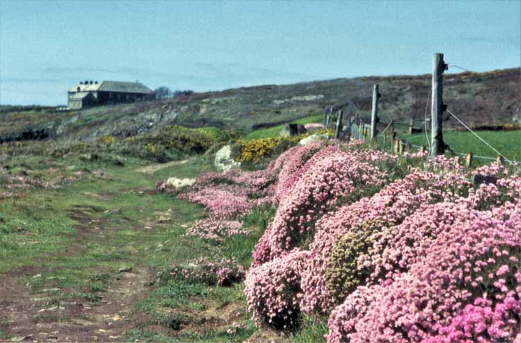 Pembrokeshire Coastal path